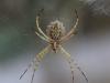 Argiope lobata